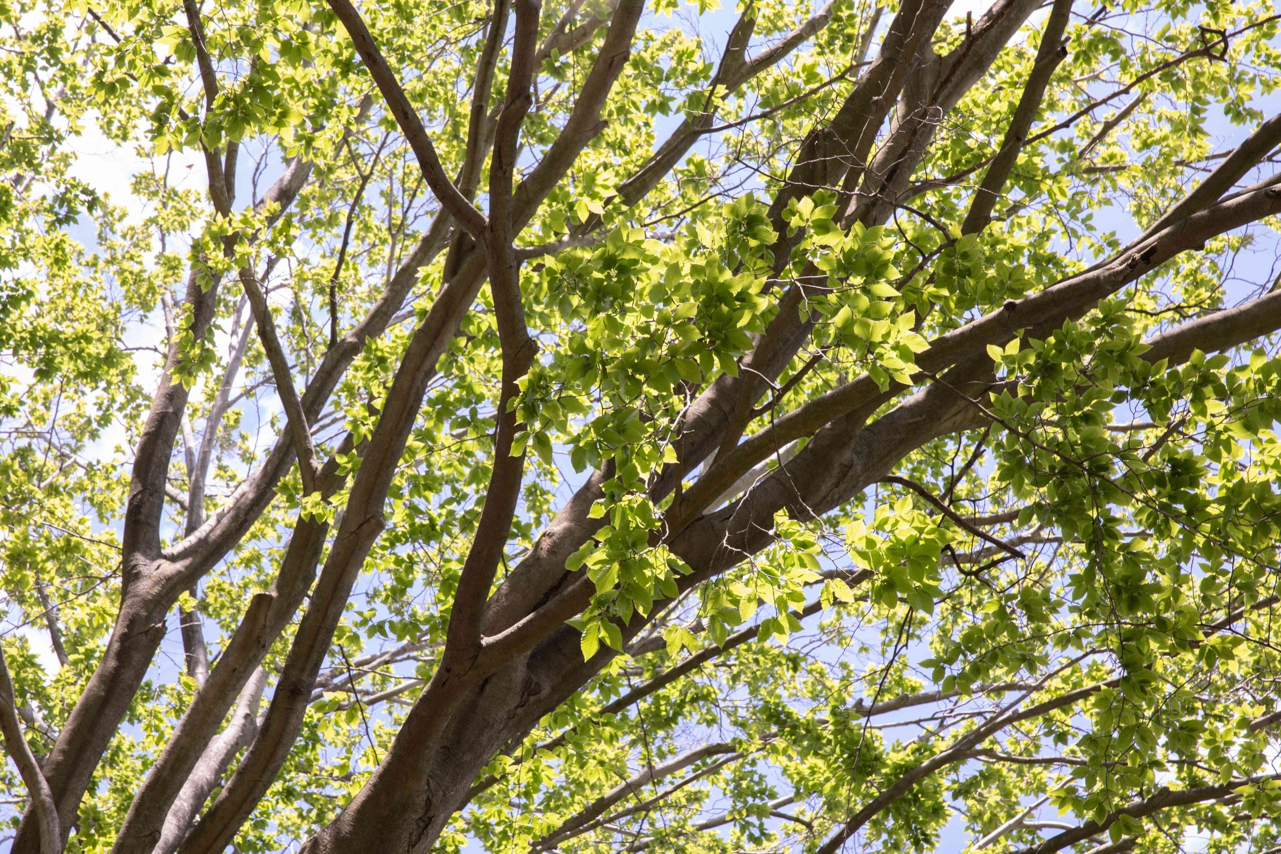 Cutting the Distance: Local Tree Removal Services!